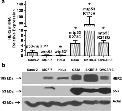 Cancer Cell Lines Harboring P53 Mutant Proteins Show Elevated Download Scientific Diagram