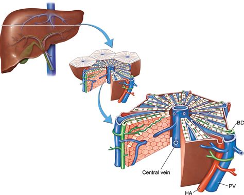 A Comprehensive Approach To Hepatic Vascular Disease Radiographics