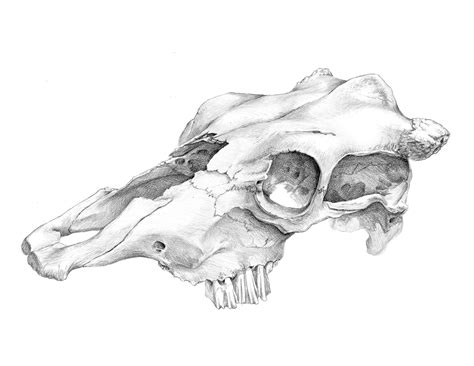 Animal Skull Art Reference at Christopher Schauer blog