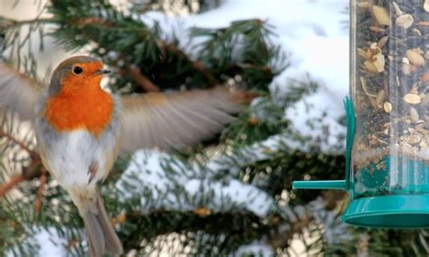 Bitte Wildvögel füttern Mein Nasch Balkon