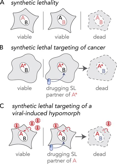 Extending The Principle Of Synthetic Lethal Interactions To A