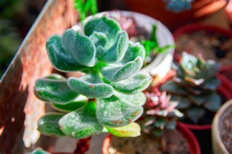 Beautiful Succulent Plant In The Morning Sun Juicy Thick Green Leaves