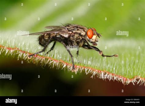 Flesh Fly Sarcophaga Spec Sitting On A Leaf Stock Photo Alamy