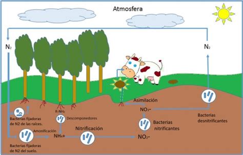 Determinación de nitrógeno y proteínas en alimentos Método Kjeldahl Hive