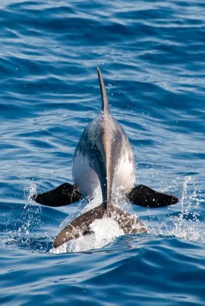 Rough-Toothed Dolphin - Facts, Diet, Habitat & Pictures on Animalia.bio