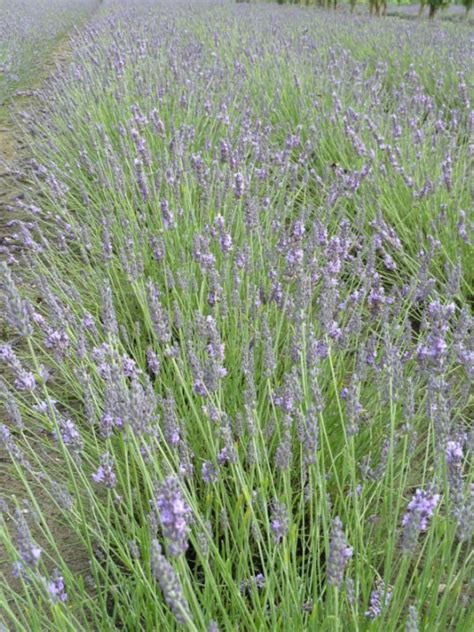 Lavandula Intermedia Grosso Lavendel Bloemenpark Appeltern