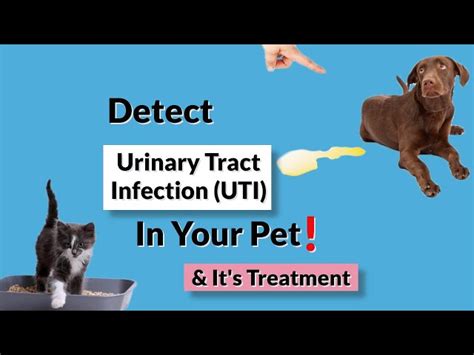 What Are The Symptoms Of A Dog With A Urinary Tract Infection