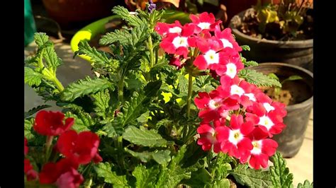 How To Grow And Care Verbena Plant Youtube