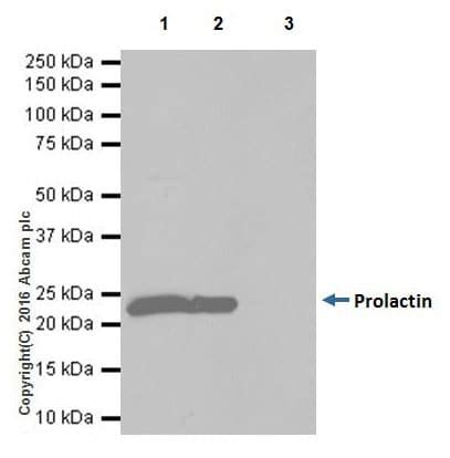 Anti Prolactin PRL 抗体 EPR19372 BSA and Azide free ab250714