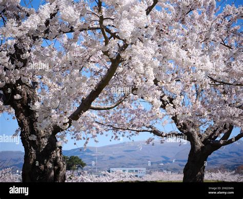 Cherry Blossom in Goryokaku Park, Hokkaido, Japan Stock Photo - Alamy