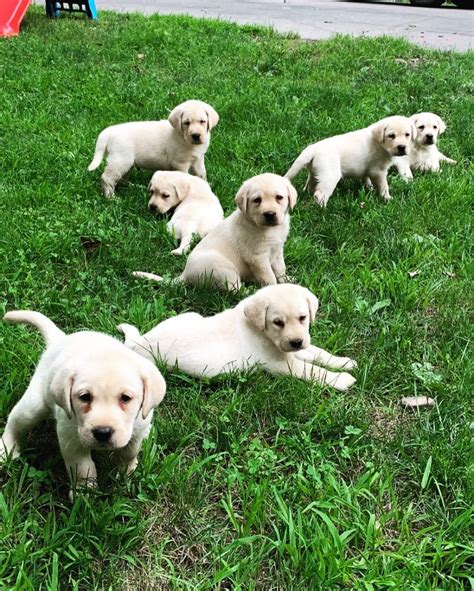 10 Reputable English Labrador Breeders In The States