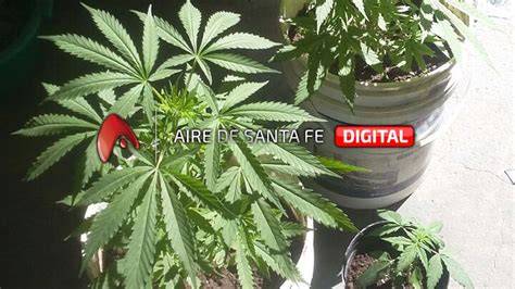 Buscaban Elementos Robados Y Encontraron Plantas De Marihuana