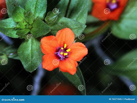 Scarlet Pimpernel Anagallis Arvensis Also Known As Red Pimpernel