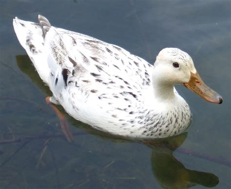 Albino Mallard White Duck Lisaluvz Flickr