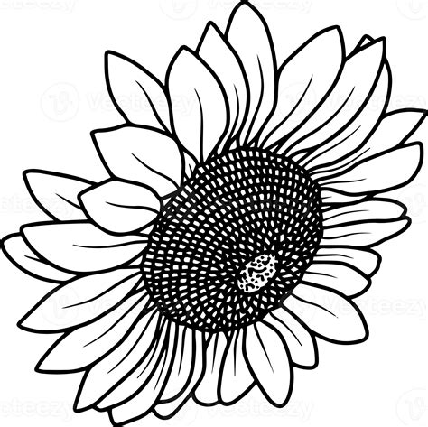 Hand Drawn Sunflower Illustration 10863197 Png