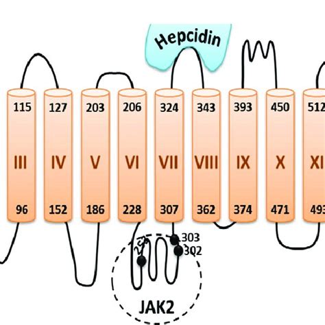 Hepcidin: the amino-acid sequence and structure. Hepcidin is... | Download Scientific Diagram