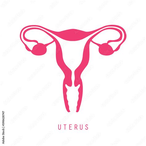 Female Reproductive System Women Uterus Ovary Icon Stock Vector Adobe