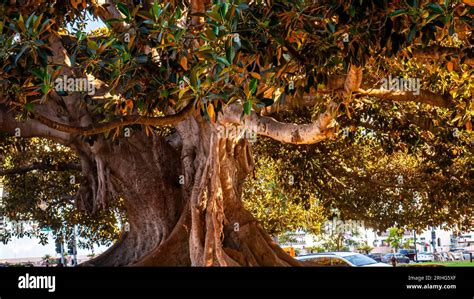 A Southern Magnolia Tree Magnolia Grandiflora Stock Photo Alamy