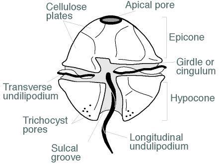 Peridinium Under Microscope