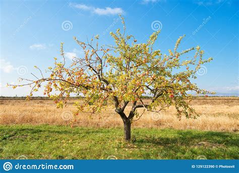 Apple Tree With Ripe Fruits On Branches Apple Harvest Concept Stock