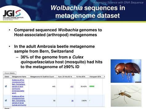 Ppt Endosymbiont Working Group Wolbachia Genome Analysis Powerpoint Presentation Id3891539