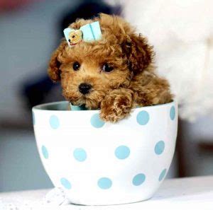 Teacup Cockapoo