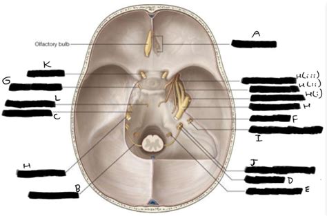 Brainstem Cranial Nerves Labelled Diagram Diagram Quizlet