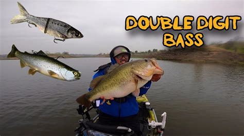 Searching For A 10lb Bass Throwing Big Swimbaits Bass Manager The