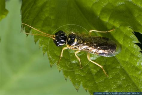 Pamphilius Sylvaticus Alias Sawfly Hippocampus Bildarchiv