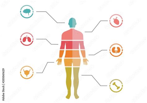 colorful human body chart stock illustration adobe stock