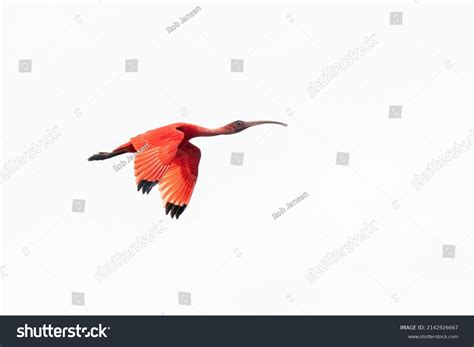 Scarlet Ibis Flying White Sky Brazil Stock Photo 2142926667 | Shutterstock