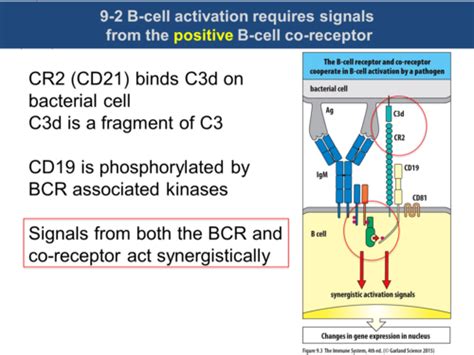 B Cell Mediated Immunity Flashcards Quizlet