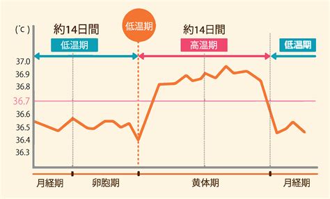 生理 周期 体温