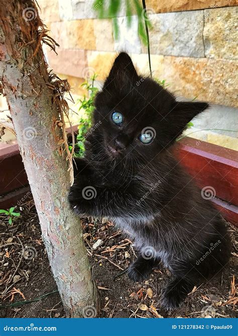 Gato Preto De Olhos Azuis - Gato Preto Com Jogo Profundo Dos Olhos Azuis Foto de Stock - Imagem de ...