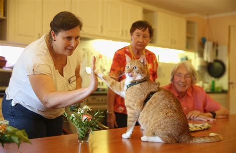 4 Popular Therapy Animals