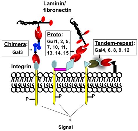 Galectin Targeting Drugs In Various Diseases Encyclopedia Mdpi