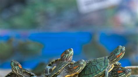 32 tips for taking care of pet turtles | PetsRadar