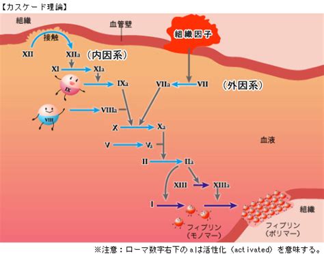 血友病関連凝固因子製剤の種類と特徴 一般社団法人日本血液製剤協会