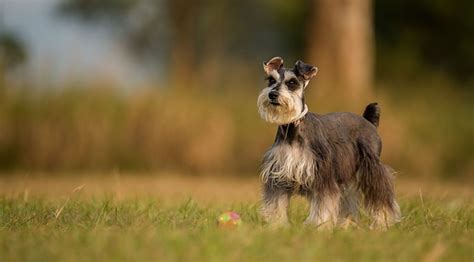 Cuánto Ejercicio Necesita Un Cachorro Schnauzer Miniatura