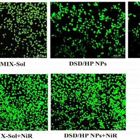 The Ros Fluorescence Images A And Relative Fluorescence Values B Of Download Scientific