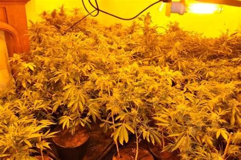 Pictures Show Massive Cannabis Farm Worth £800000 Found In Haydock Liverpool Echo