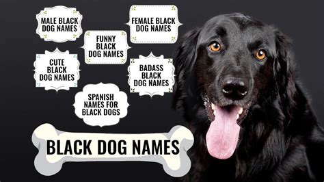 130+ Gleaming And Attractive Black Dog Names - Petmoo