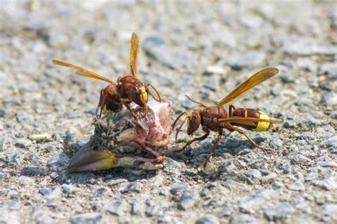 Cuáles Son Los Tipos De Avispa En España Descubre Las Especies Más Comunes Y Sus Características