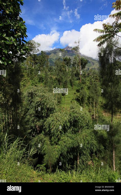 indonesia java gunung merapi volcano tropical vegetation stock photo