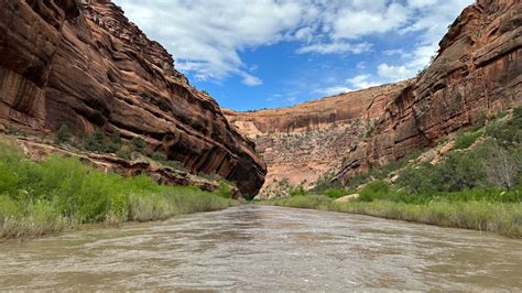 Meet The Wildlife Of The Dolores River Canyonlands Desert Bighorn Sheep