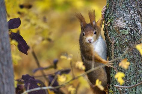 Eichhörnchen Nagetier Tier Kostenloses Foto auf Pixabay Pixabay