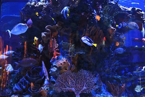 Check Out These Saltwater Aquarium Plants For Your Aquarium | PawTracks