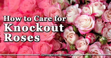 Knockout Roses | Caring and Growing Guide