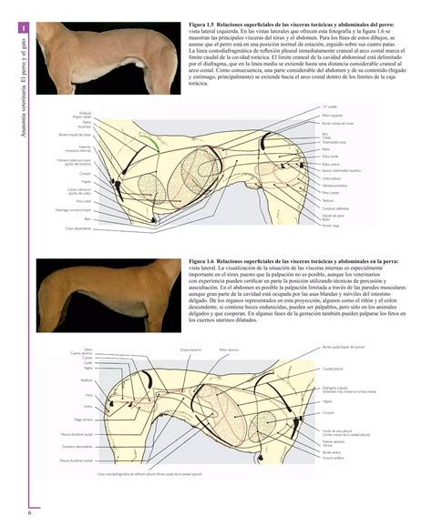 Atlas En Color De Anatomia Veterinaria El Perro Y Del Gato