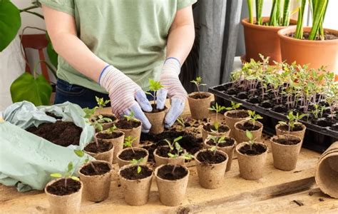 Quand Repiquer Les Semis De Tomates En Godets Et Au Jardin